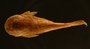 Pseudancistrus carnegiei 23 mmSL FMNH 58351 dorsal